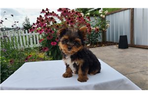 Kristoff - puppy for sale