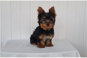 Levi - puppy for sale