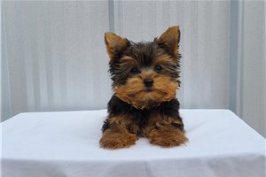 Mikey - Yorkshire Terrier - Yorkie for sale