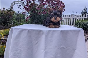 Tyler - puppy for sale
