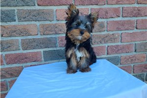 Kessler - Yorkie for sale