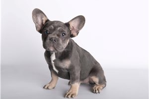 Brielle - French Bulldog for sale