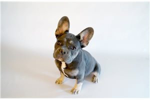 Brielle - French Bulldog for sale