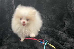 Cresslyn - Pomeranian for sale