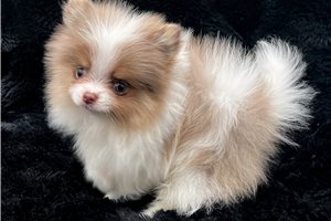 Conner - Pomeranian for sale