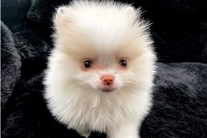 Cresslyn - Pomeranian for sale