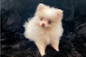 Candice - Pomeranian for sale