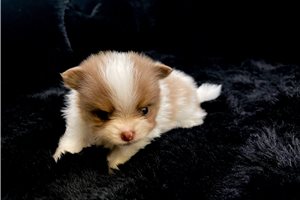 Conner - Pomeranian for sale