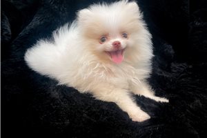 Cresslyn - Pomeranian for sale