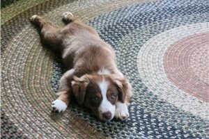 Cassandra - puppy for sale
