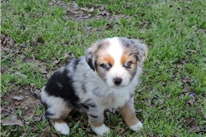 Claire - puppy for sale