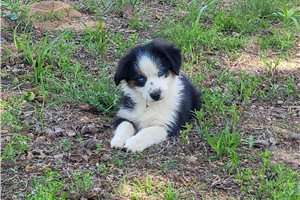 Chase - puppy for sale