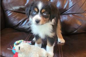 Celine - puppy for sale