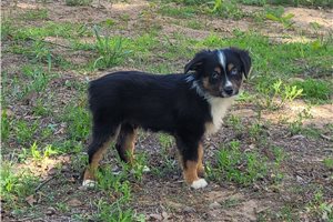 Canyon - puppy for sale