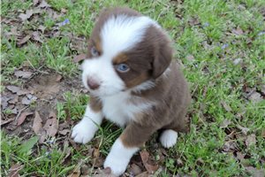 Cliff - puppy for sale