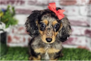 Cassandra - puppy for sale