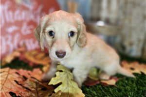 Beck - Dachshund, Mini for sale