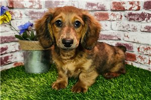 Conner - Dachshund, Mini for sale