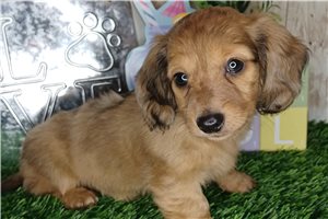 Morrison - puppy for sale