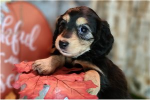 Beta - Dachshund, Mini for sale