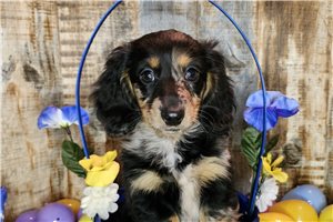 Chester - Dachshund, Mini for sale