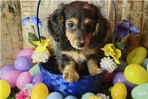 Calvin - Mini Dachshund for sale