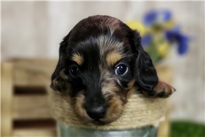 Chester - puppy for sale