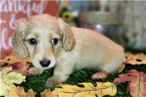 Beaumont - Dachshund, Mini for sale