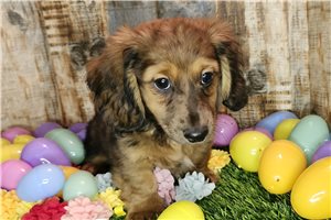 Conner - Mini Dachshund for sale