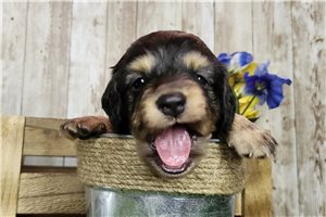 Calvin - Dachshund, Mini for sale