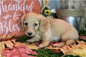 Beethoven - Dachshund, Mini for sale