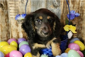 Cedar - Mini Dachshund for sale