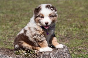 Luna - puppy for sale