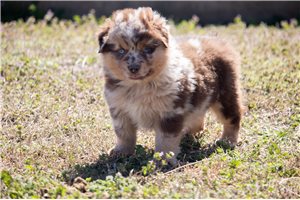 Liam - puppy for sale