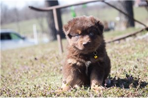 Lily - puppy for sale