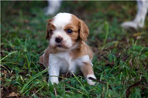 Rylee - Cavalier King Charles Spaniel for sale