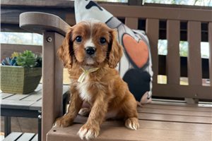 Pickles - Cavalier King Charles Spaniel for sale