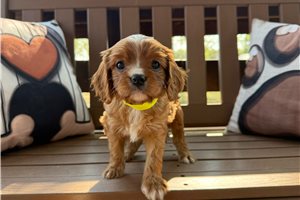 Pickles - Cavalier King Charles Spaniel for sale