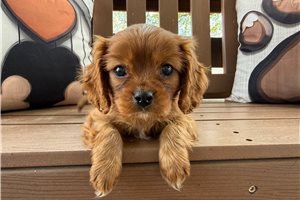 Peanut - Cavalier King Charles Spaniel for sale