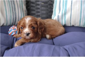 Pickles - puppy for sale