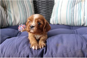 Pumpkin - puppy for sale
