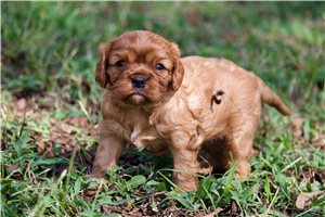 Nicole - Cavalier King Charles Spaniel for sale