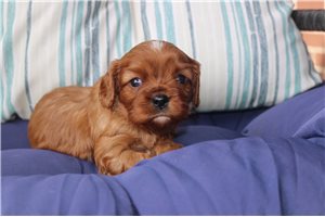 Peanut - Cavalier King Charles Spaniel for sale