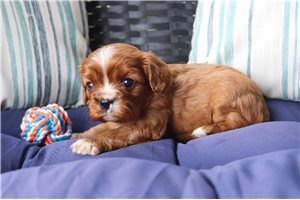Potato - puppy for sale