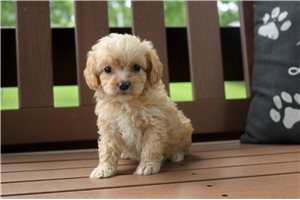Shauna - Cavapoo for sale