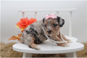 Razzle - Cavapoo for sale