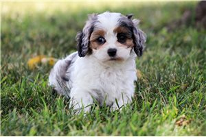 Danica - Cavapoo for sale
