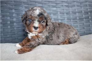 Tyson - Cavapoo for sale