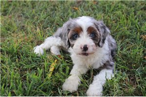 Dale - Cavapoo for sale
