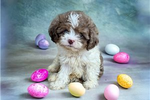 Barton - puppy for sale